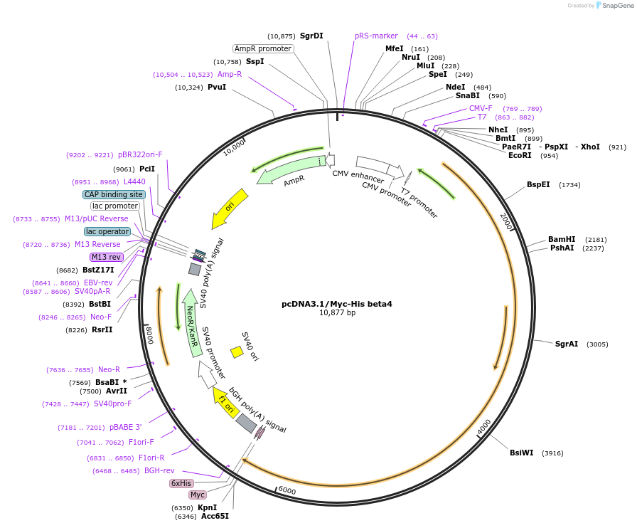 16039-plasmid-map-sequence-id-249183