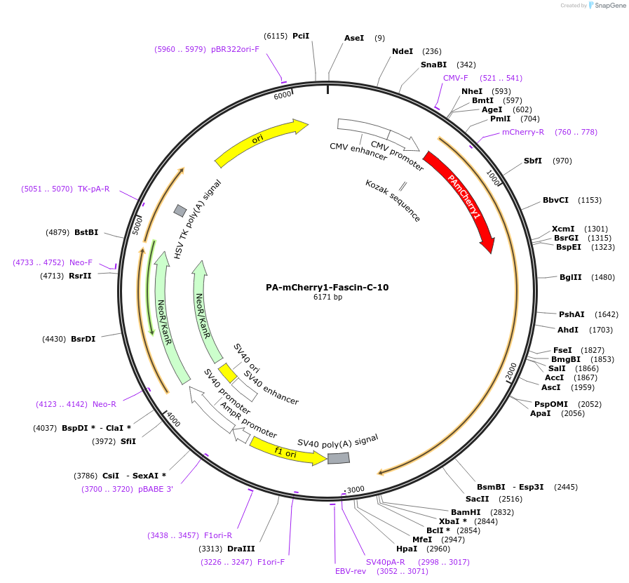57177-plasmid-map-sequence-id-249188