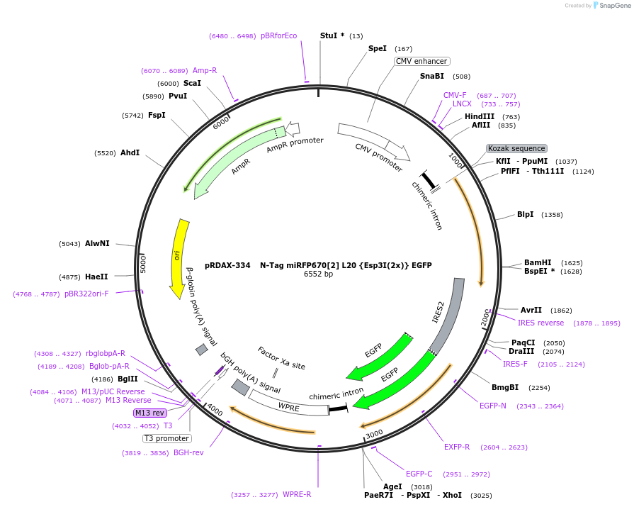 129837-plasmid-map-sequence-id-249215