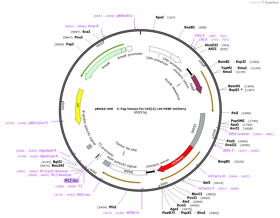129956-plasmid-map-sequence-id-249334