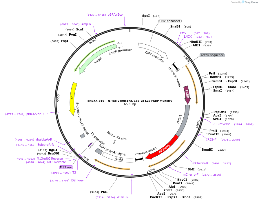 129957-plasmid-map-sequence-id-249335