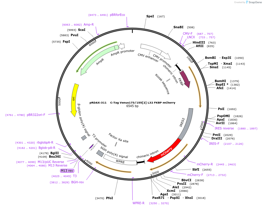 129958-plasmid-map-sequence-id-249336