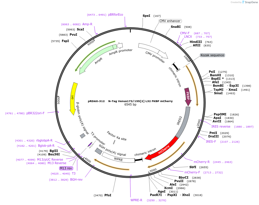 129959-plasmid-map-sequence-id-249337