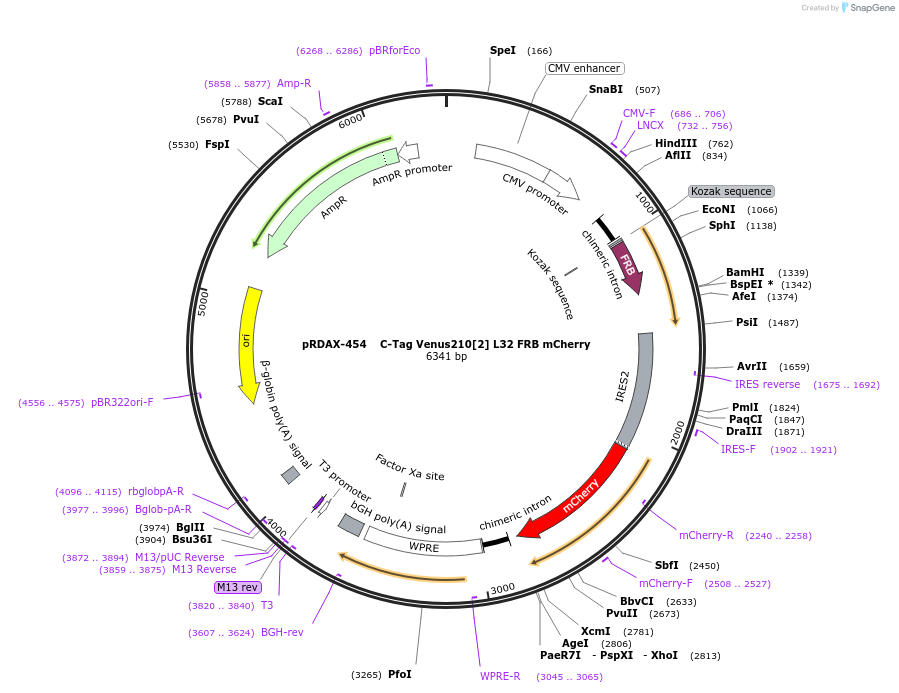 129970-plasmid-map-sequence-id-249348