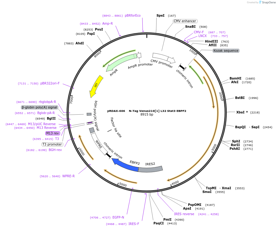 130081-plasmid-map-sequence-id-249459
