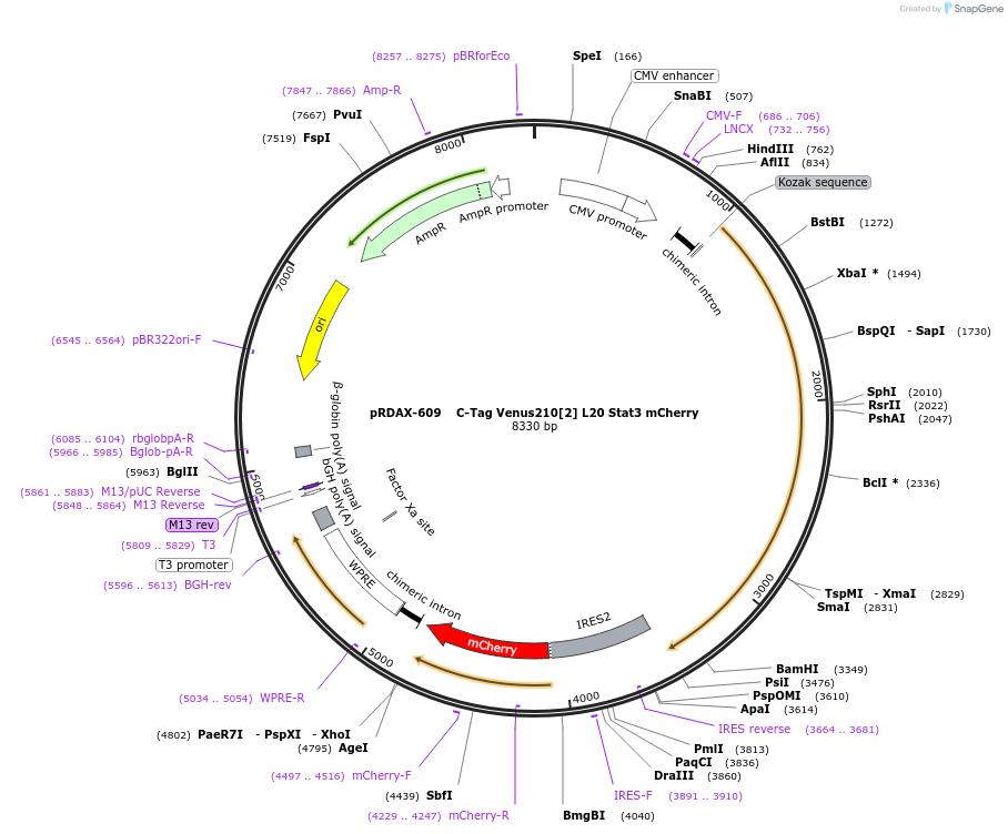 130084-plasmid-map-sequence-id-249462