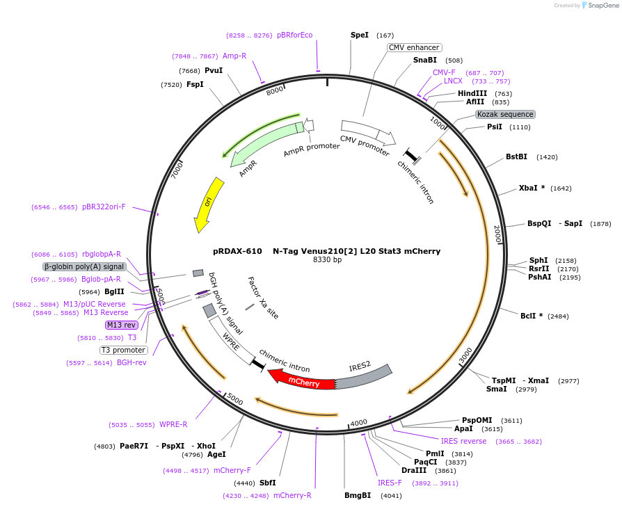 130085-plasmid-map-sequence-id-249463
