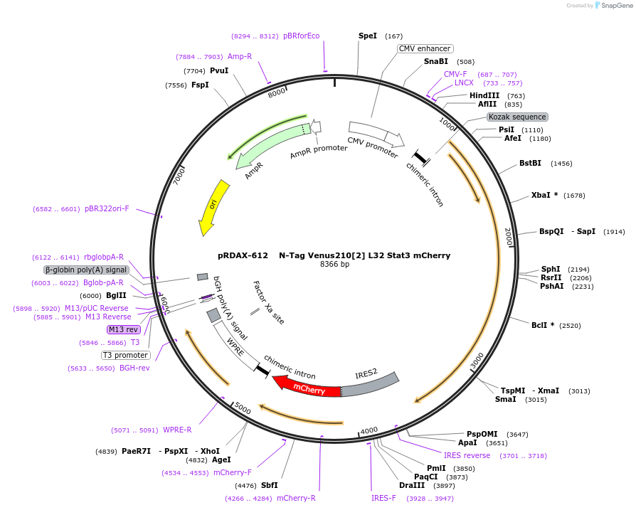 130087-plasmid-map-sequence-id-249465