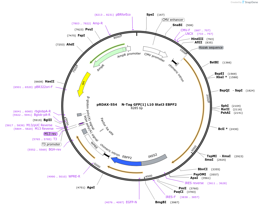 130101-plasmid-map-sequence-id-249479
