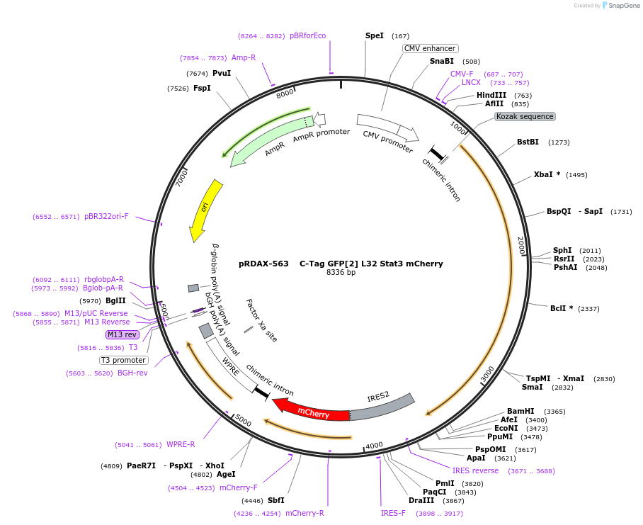 130110-plasmid-map-sequence-id-249488