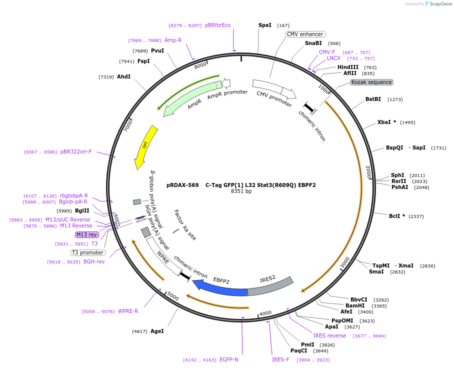 130116-plasmid-map-sequence-id-249494