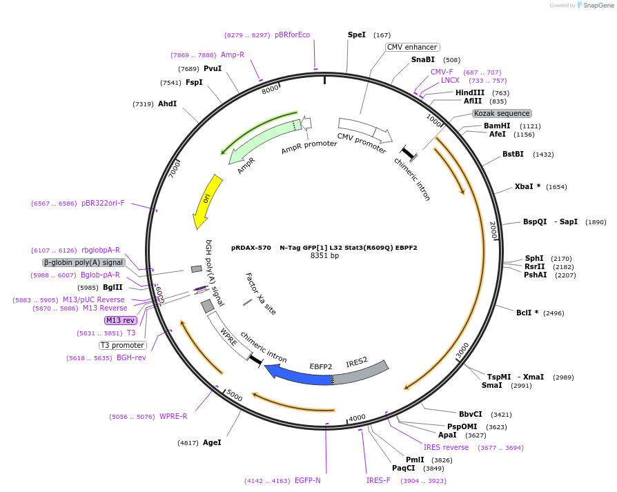 130117-plasmid-map-sequence-id-249495