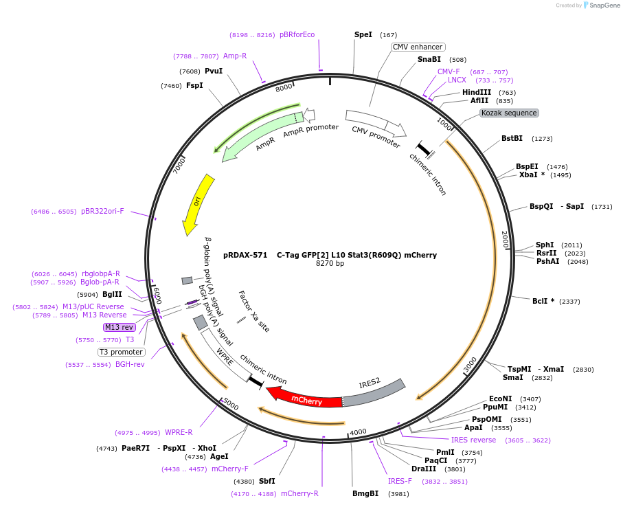130118-plasmid-map-sequence-id-249496