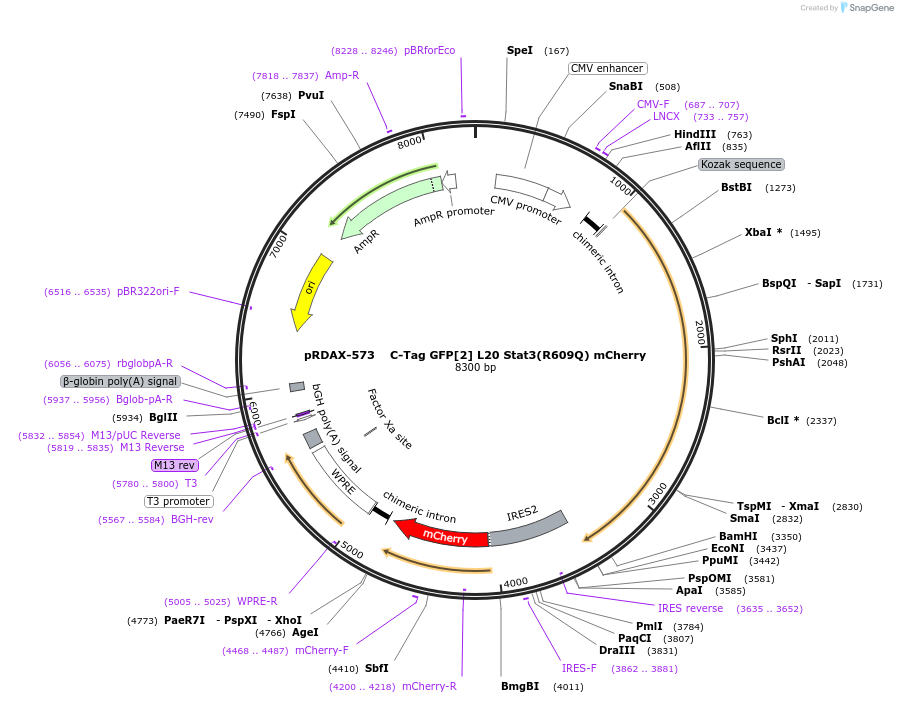 130120-plasmid-map-sequence-id-249498
