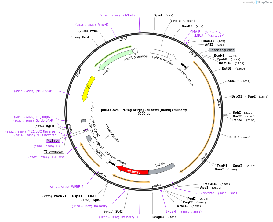 130121-plasmid-map-sequence-id-249499
