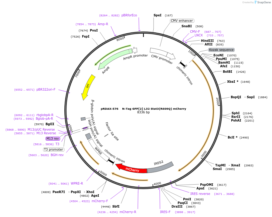 130123-plasmid-map-sequence-id-249501