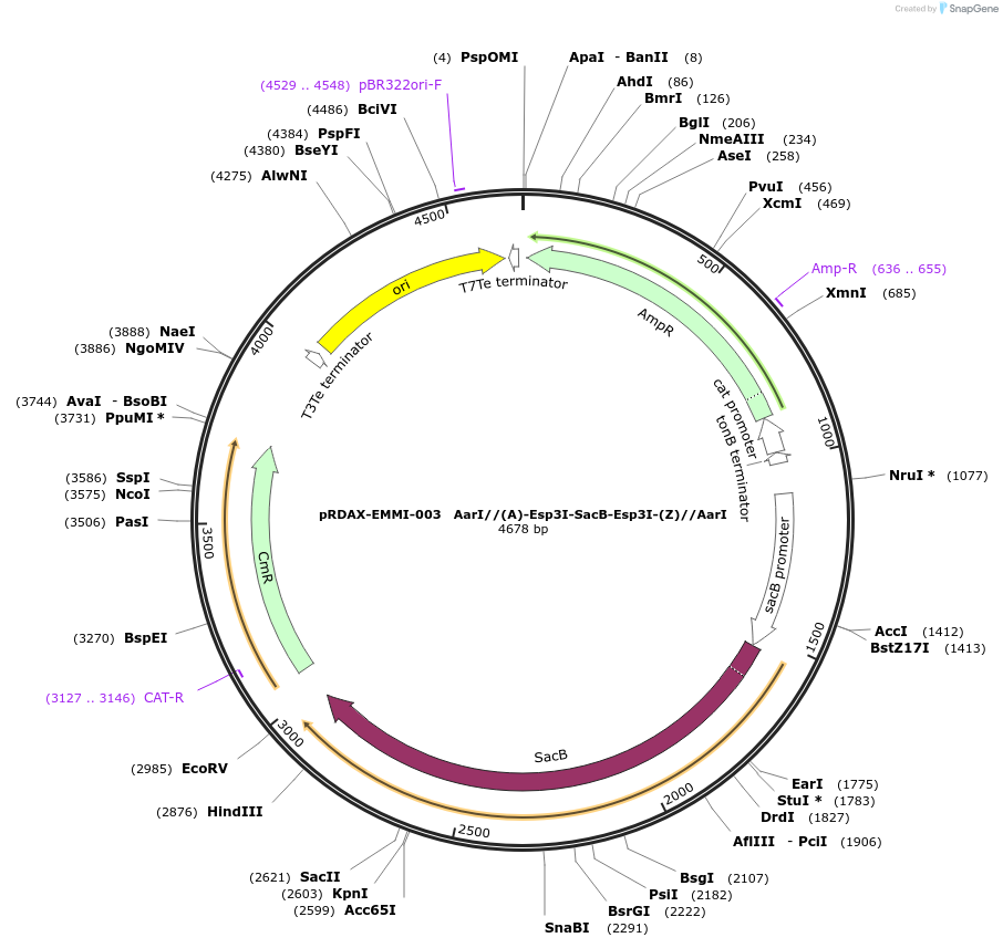 130178-plasmid-map-sequence-id-249556