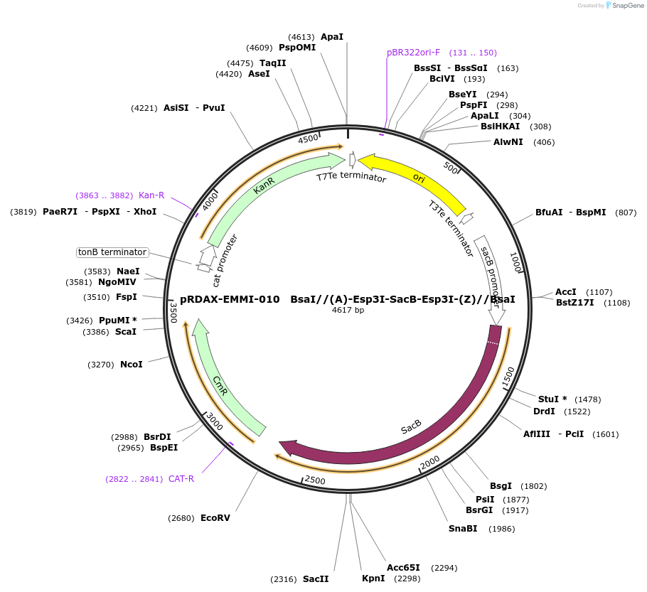 130218-plasmid-map-sequence-id-249596