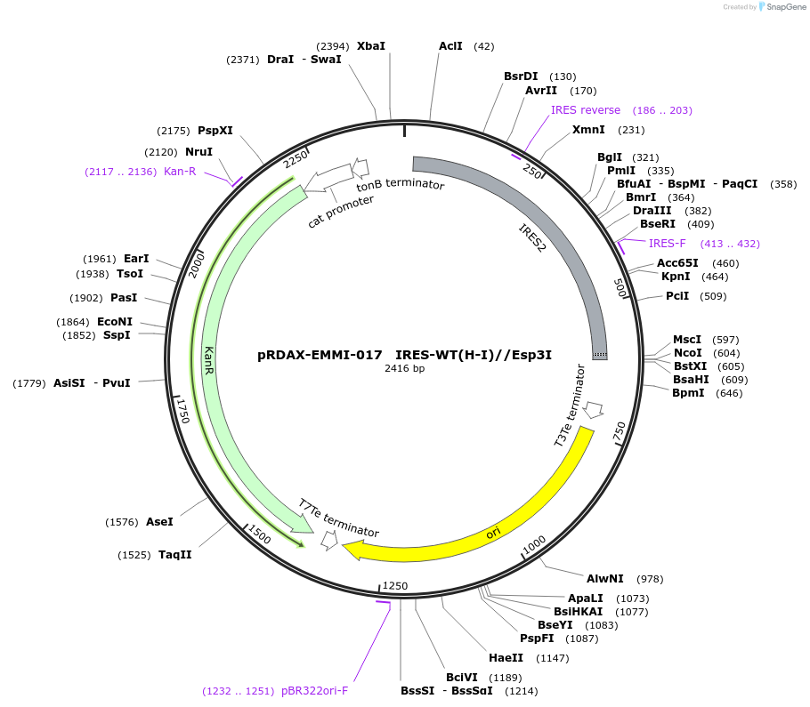 130219-plasmid-map-sequence-id-249597