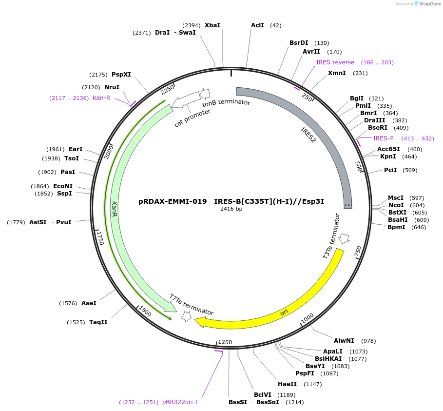 130221-plasmid-map-sequence-id-249599