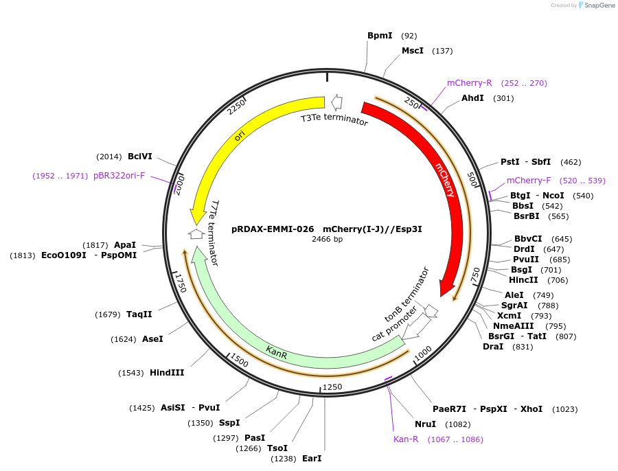 130228-plasmid-map-sequence-id-249606