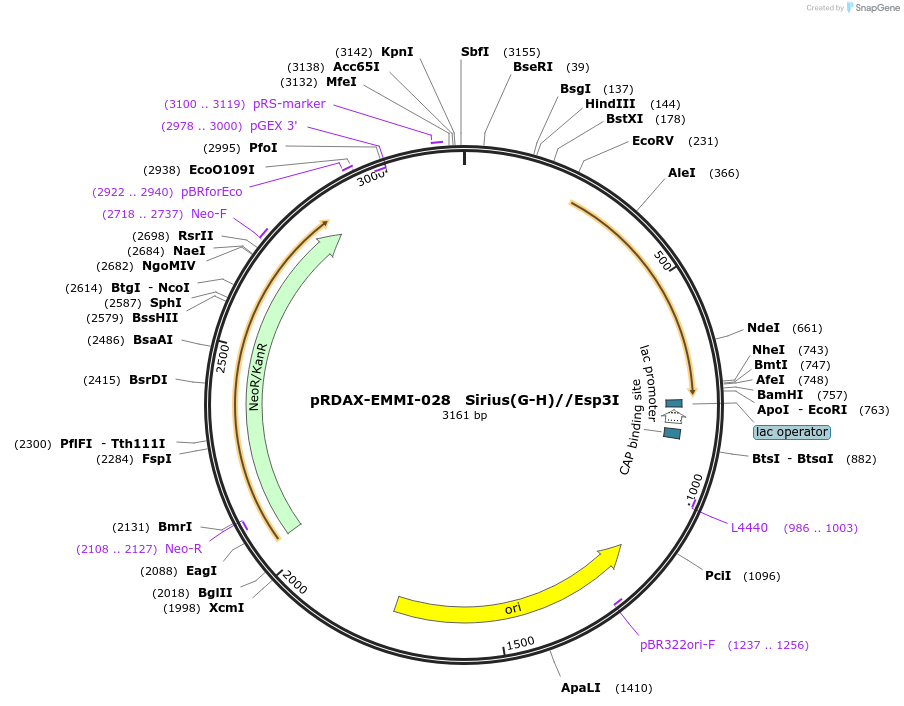 130230-plasmid-map-sequence-id-249608