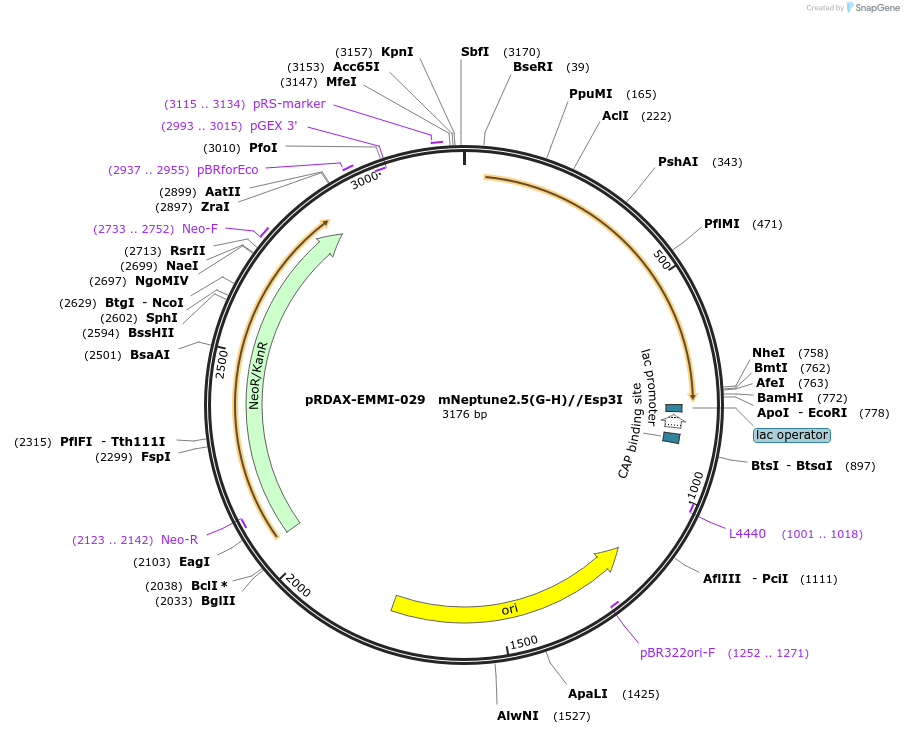 130231-plasmid-map-sequence-id-249609