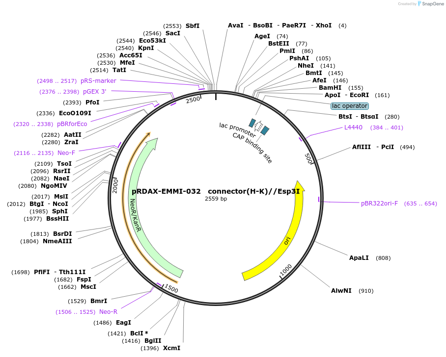 130234-plasmid-map-sequence-id-249612
