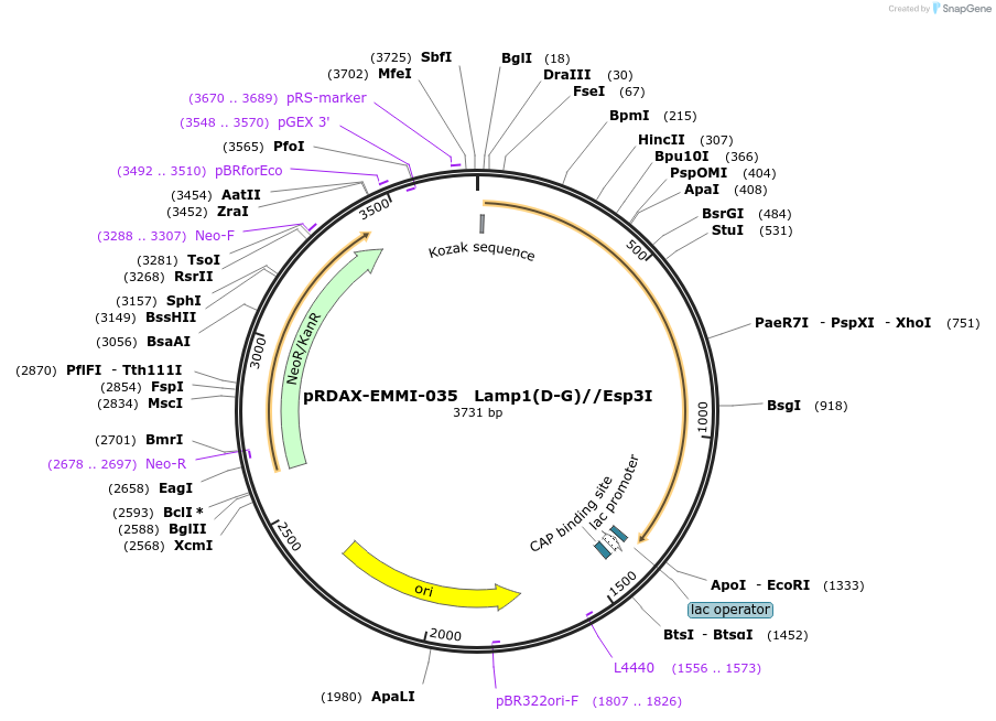 130237-plasmid-map-sequence-id-249615