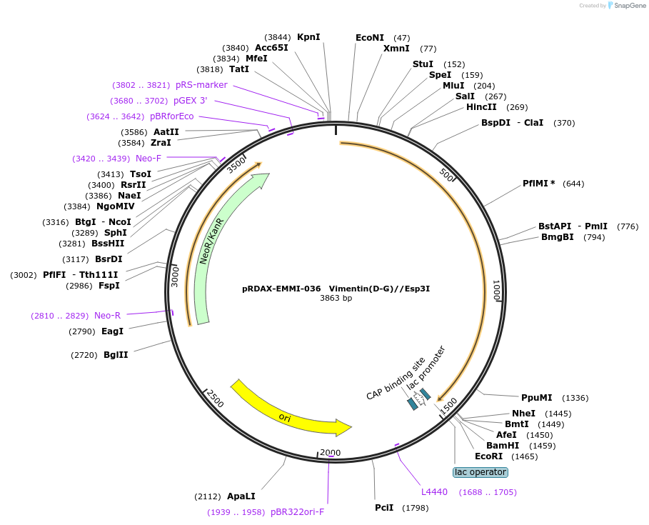 130238-plasmid-map-sequence-id-249616