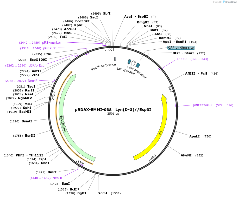 130240-plasmid-map-sequence-id-249618