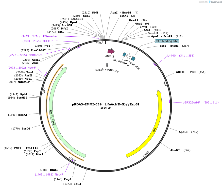 130241-plasmid-map-sequence-id-249619