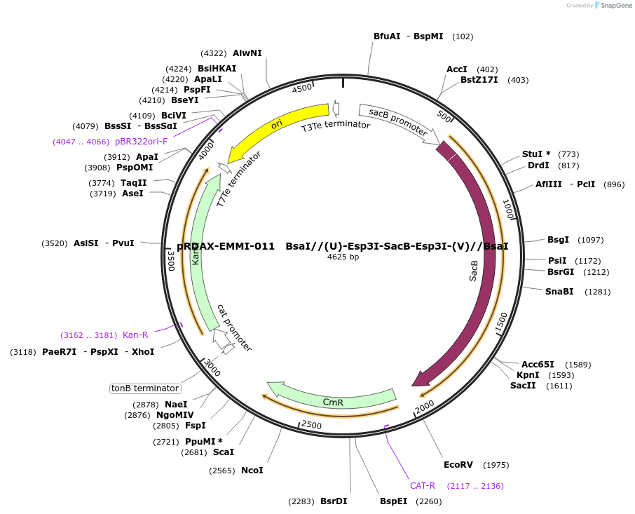 130242-plasmid-map-sequence-id-249620