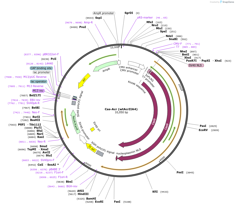 128115-plasmid-map-sequence-id-249638
