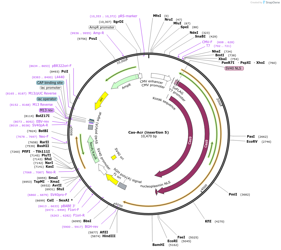 128116-plasmid-map-sequence-id-249644