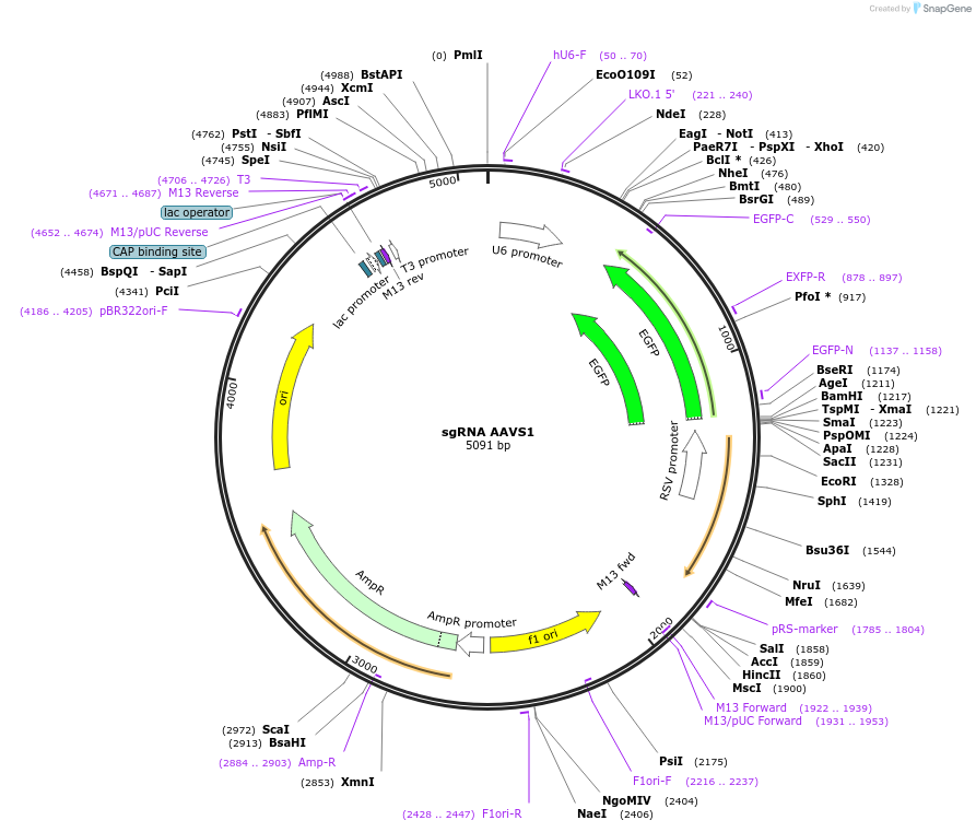 128119-plasmid-map-sequence-id-249646