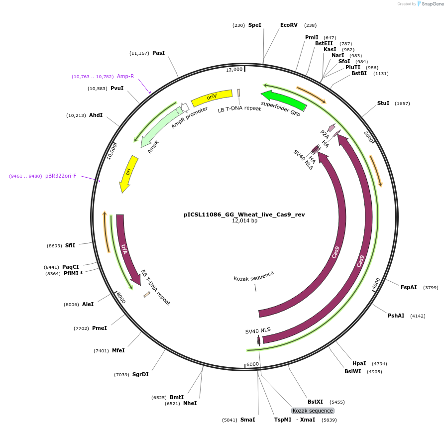 126882-plasmid-map-sequence-id-249649