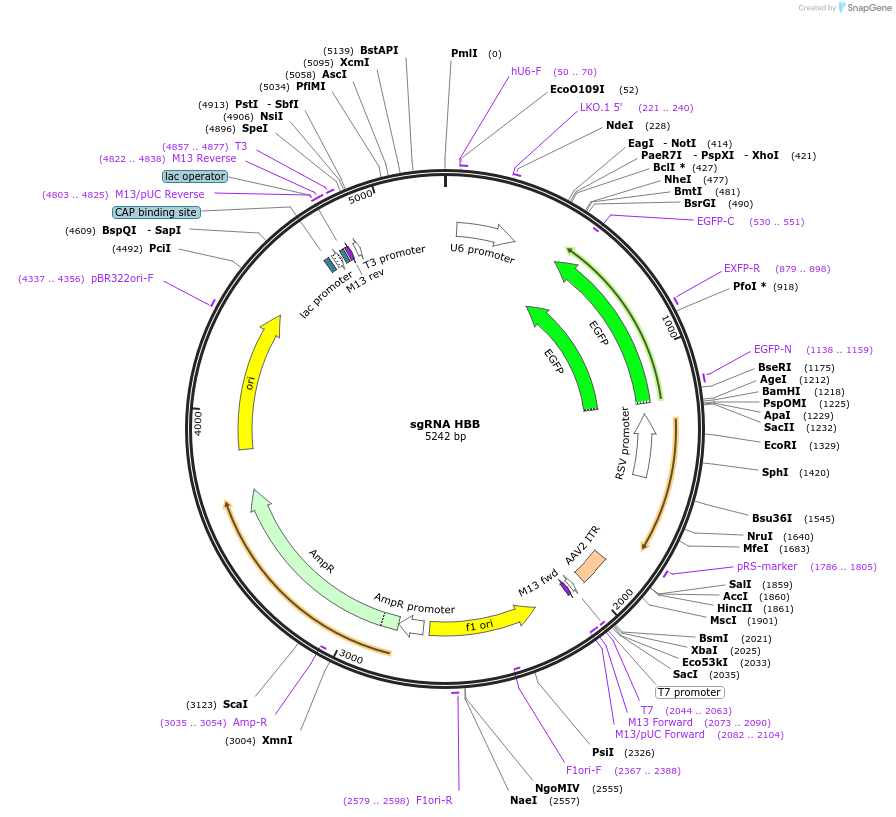128120-plasmid-map-sequence-id-249650
