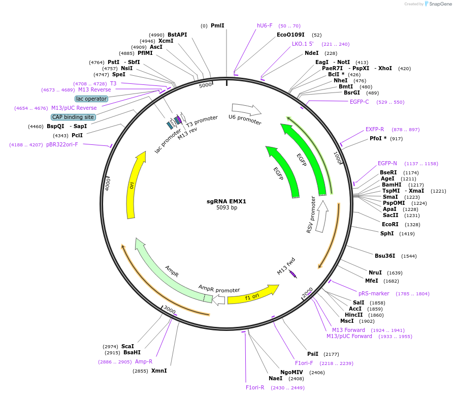 128121-plasmid-map-sequence-id-249653