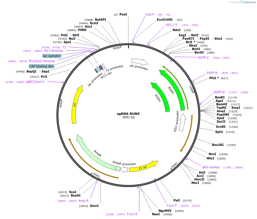 128122-plasmid-map-sequence-id-249657