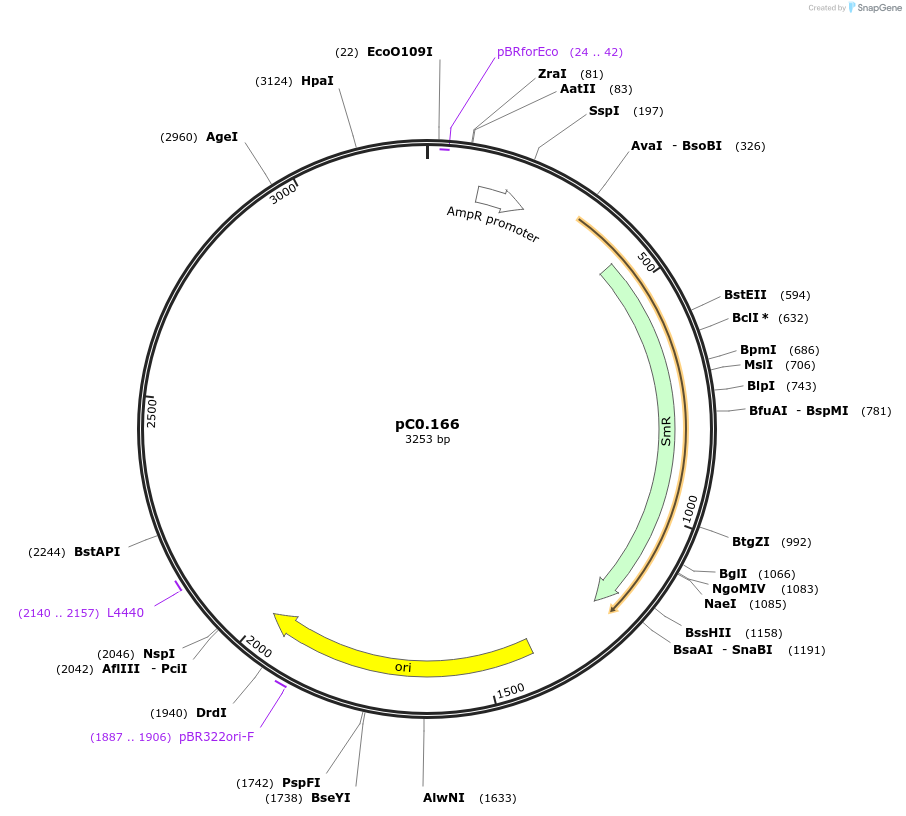 119633-plasmid-map-sequence-id-249658