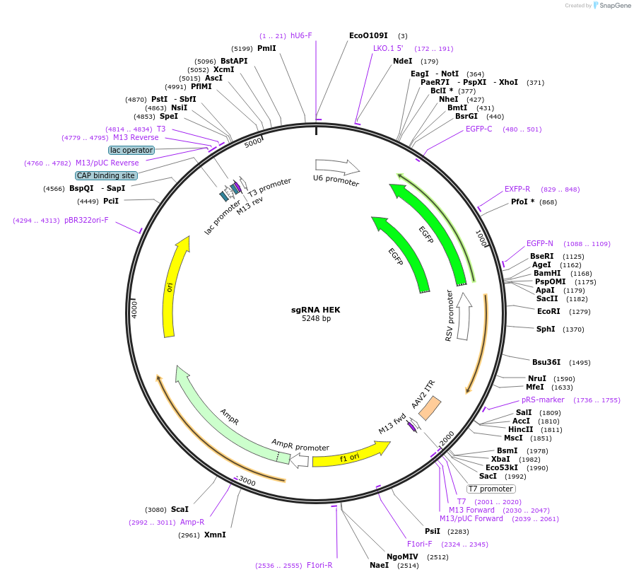 128123-plasmid-map-sequence-id-249660
