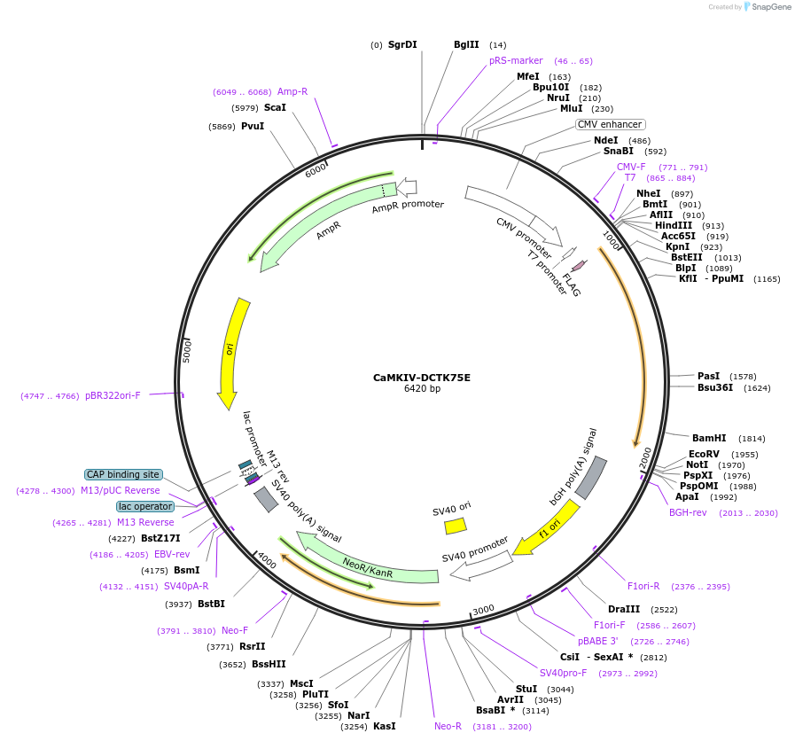 126423-plasmid-map-sequence-id-249663