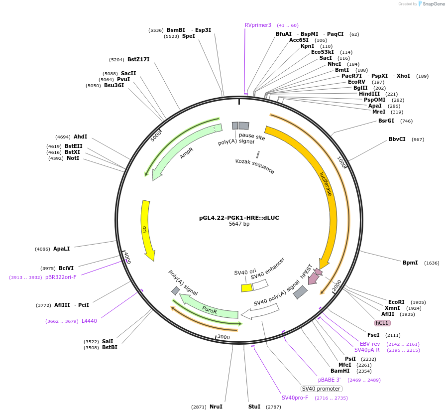 128095-plasmid-map-sequence-id-249667
