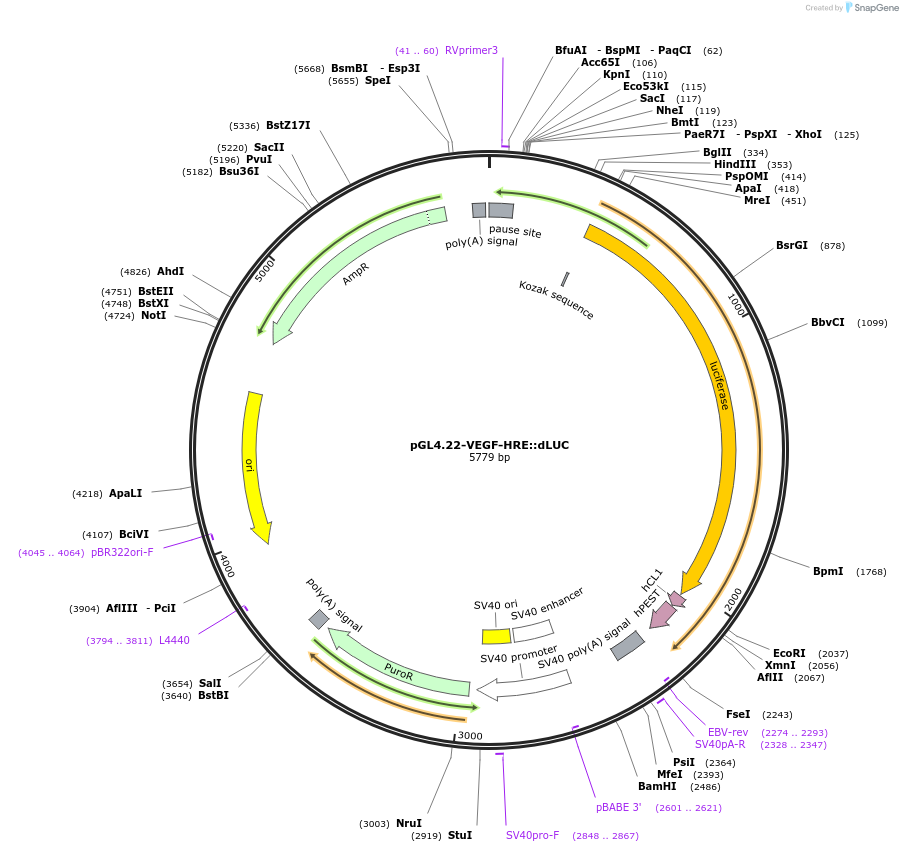128096-plasmid-map-sequence-id-249669
