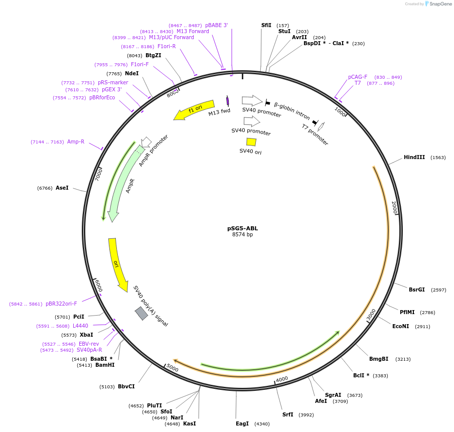 31284-plasmid-map-sequence-id-249670