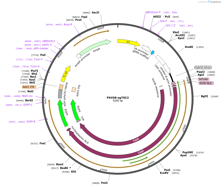 128098-plasmid-map-sequence-id-249673