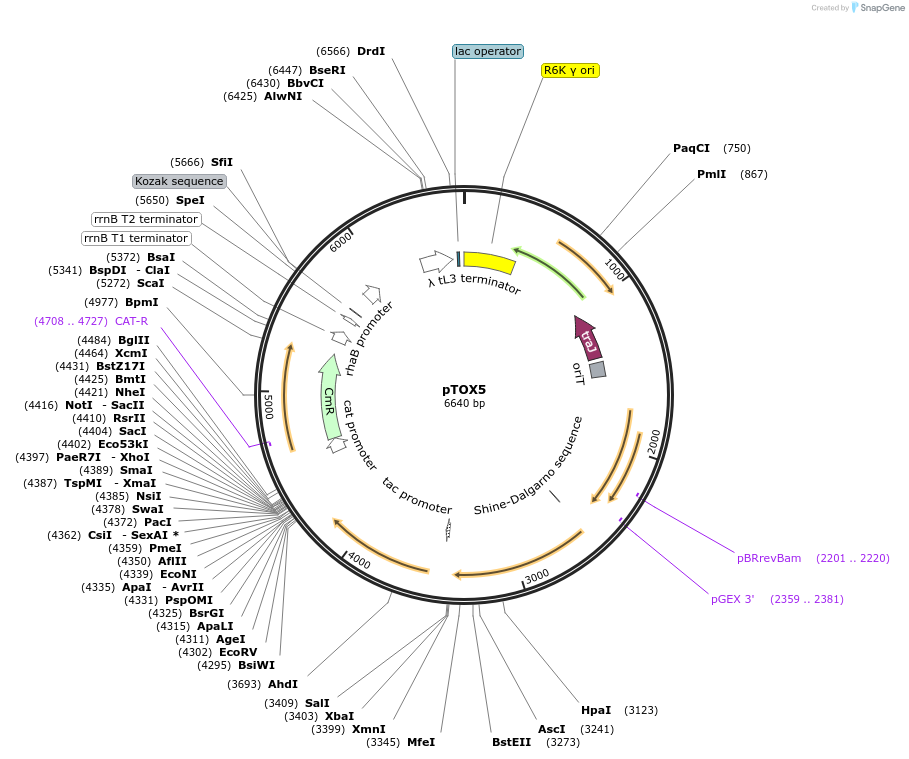 127450-plasmid-map-sequence-id-249680