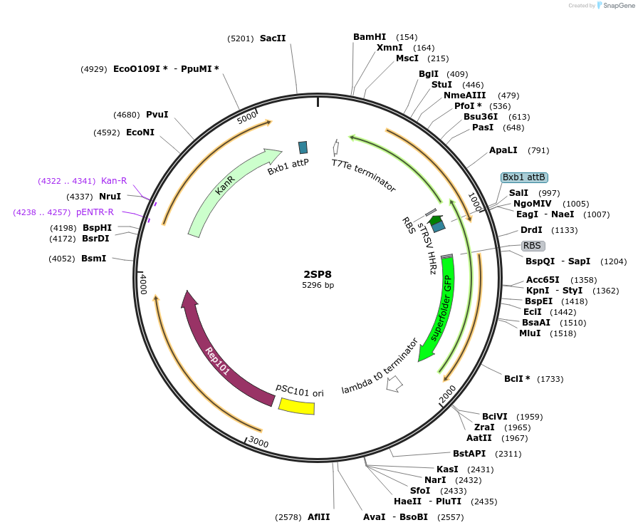 126533-plasmid-map-sequence-id-249682