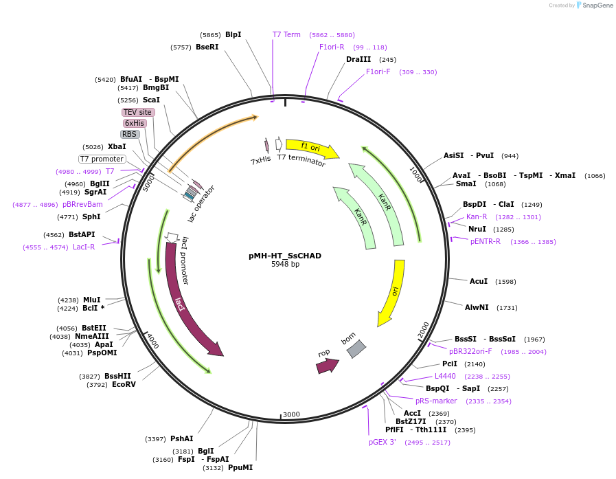 127783-plasmid-map-sequence-id-249691